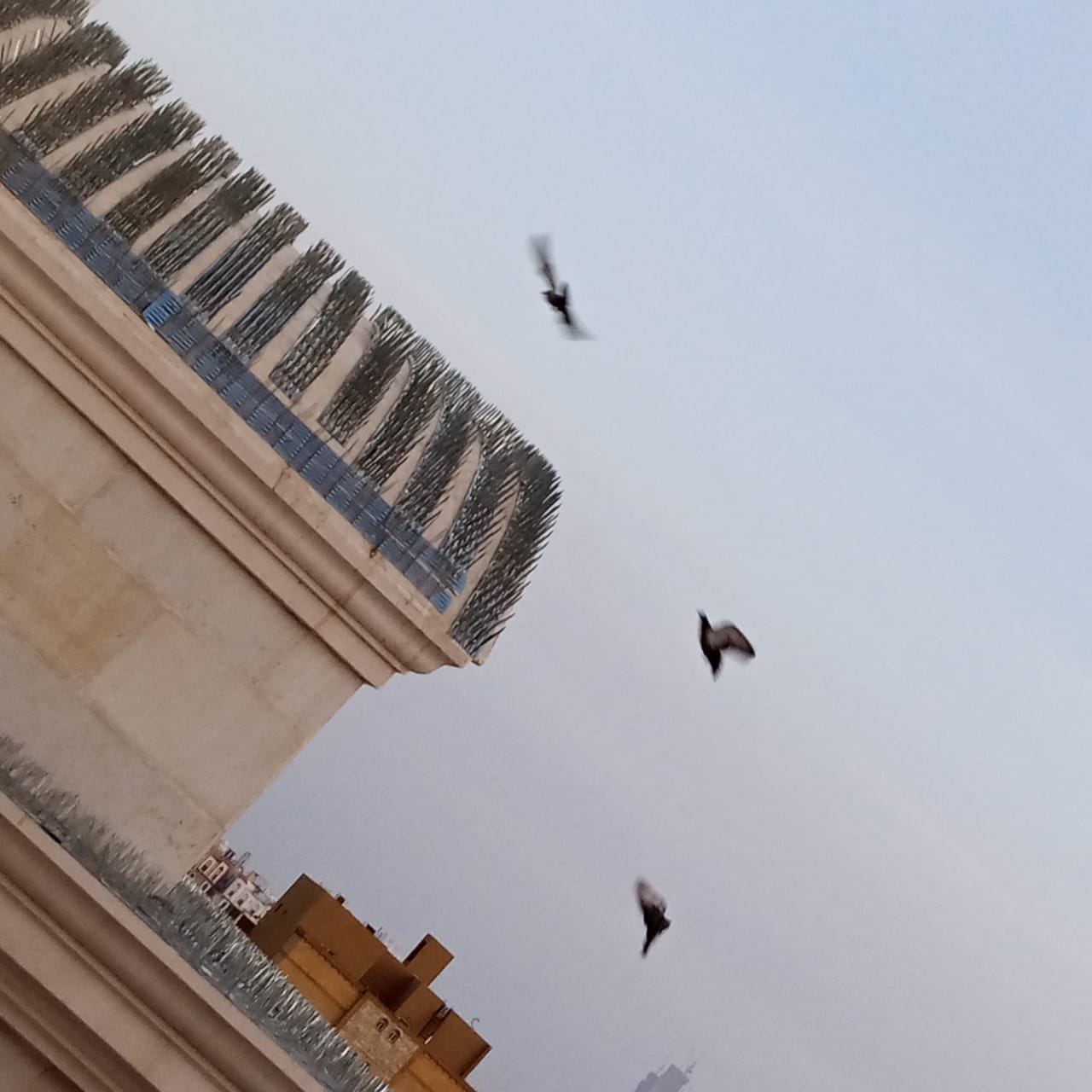 فني يركب شبك طارد للحمام على سور منزل في خميس مشيط