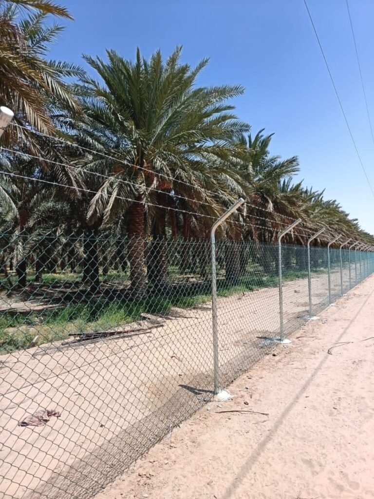 نخلة واشنطونيا ناضجة مزروعة بجوار سور فيلا بالرياض
