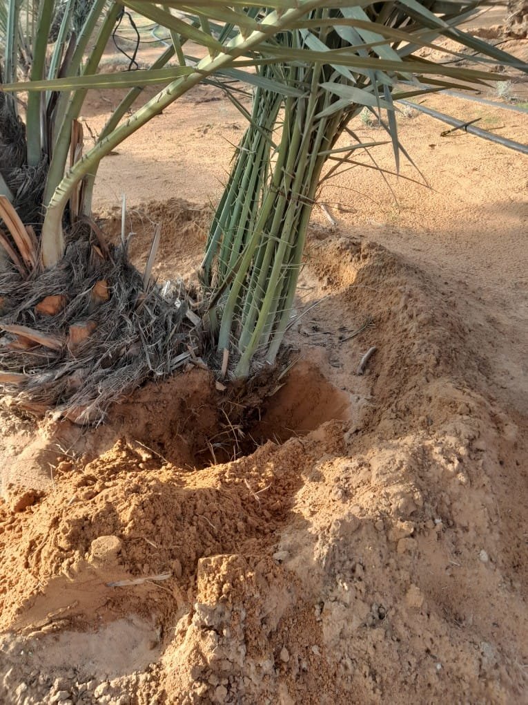 نخيل واشنطونيا طويل يزين ممشى عام في الرياض