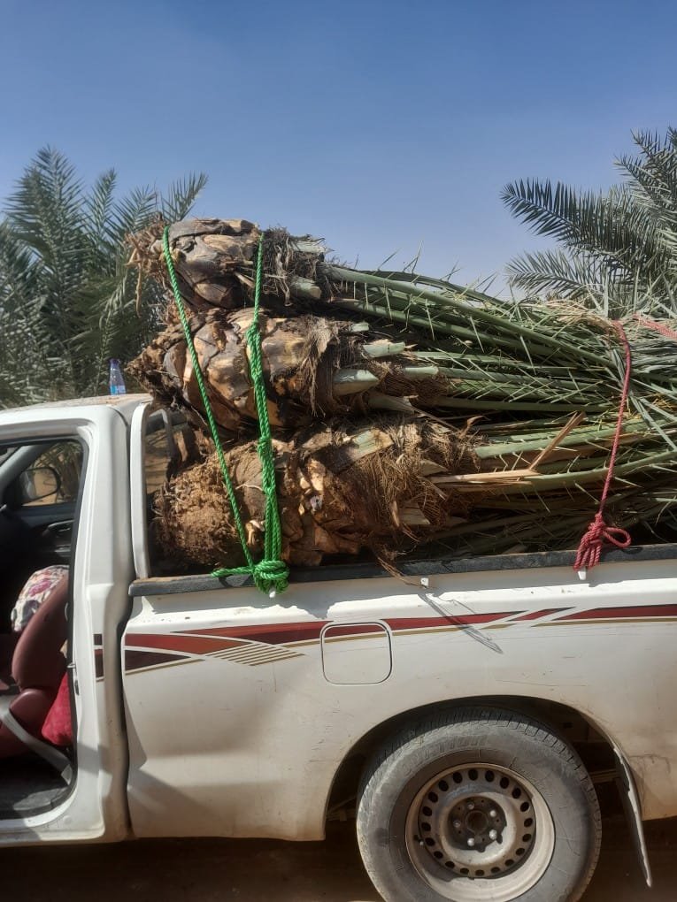 شتلات نخيل واشنطونيا جاهزة للزراعة في مشتل بالرياض