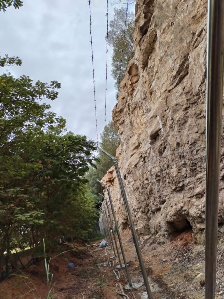 نخيل واشنطونيا يتحمل حرارة الصيف في أجواء الرياض